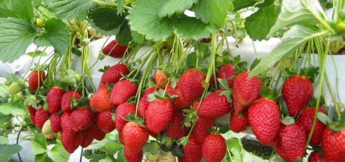ripe strawberries