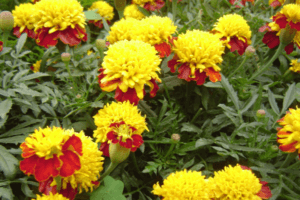 Klassifizierung von Ringelblumenarten, Beschreibung und Eigenschaften von Sorten und Hybriden