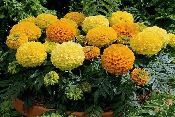 dwarf variety