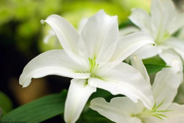 variété de fleurs