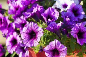 Plantar, cultivar y cuidar petunias en campo abierto.