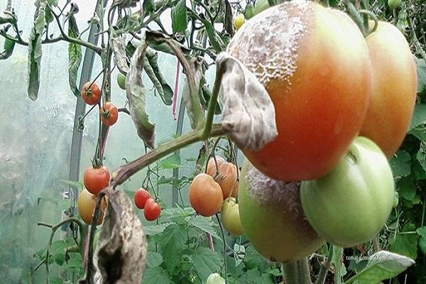 frutas danificadas