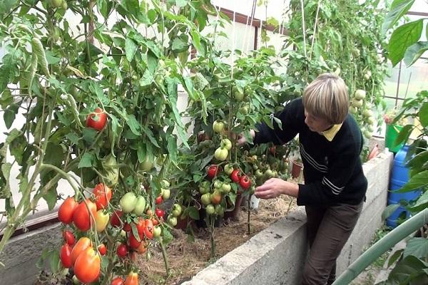 cuidado de tomate
