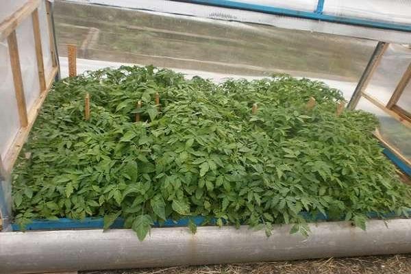vegetação cresce