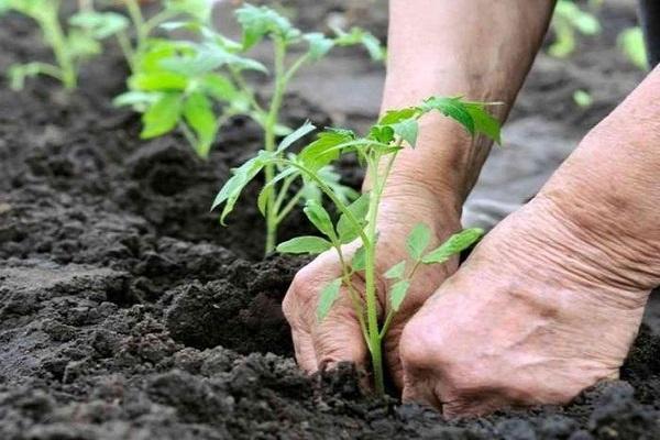transplante