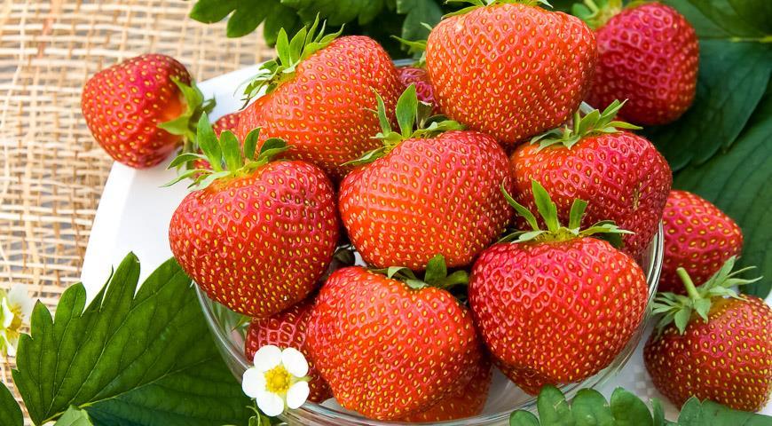 strawberry shelf