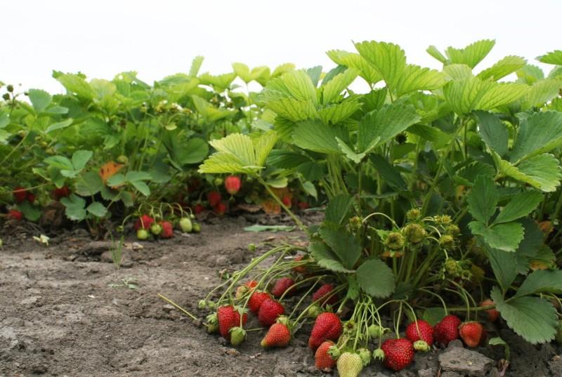 strawberry bushes