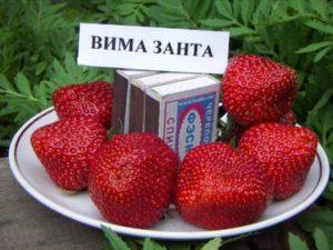 Опис и карактеристике сорте Вима Занта јагода, гајење и размножавање