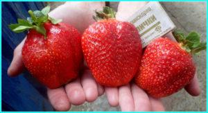 Description and characteristics of the strawberry variety Asia, yield and cultivation