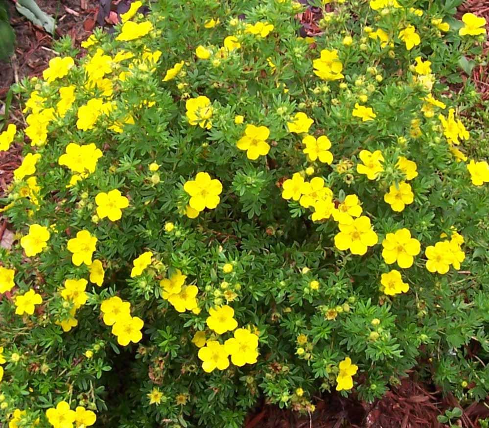θάμνος cinquefoil