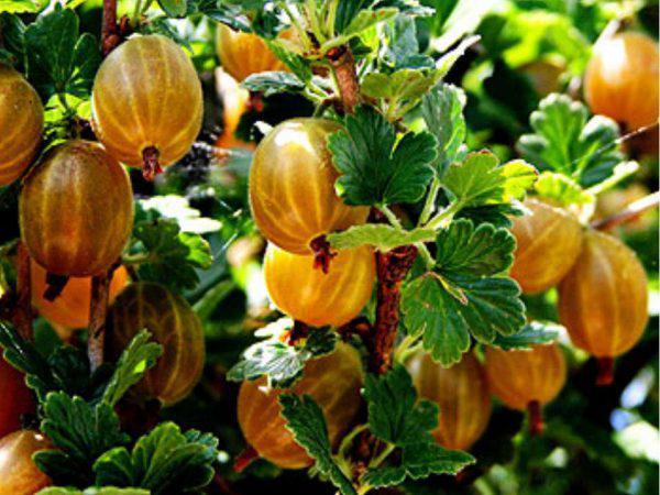 groseille ambre