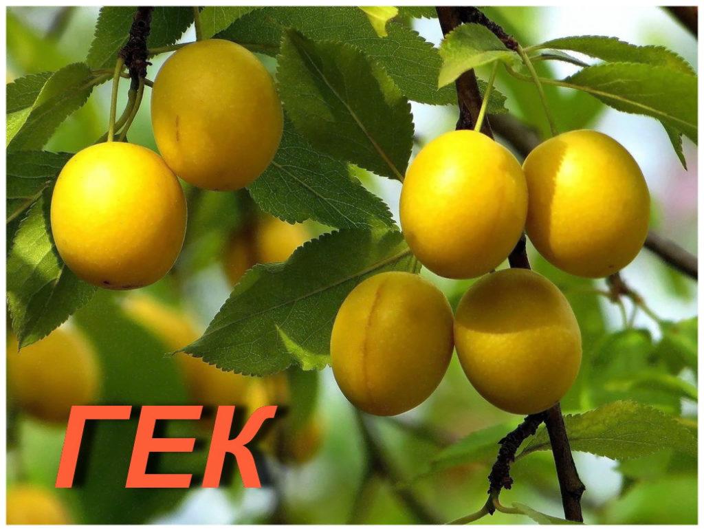 κεράσι δαμάσκηνο gek