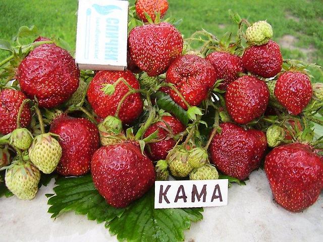 јагода кама