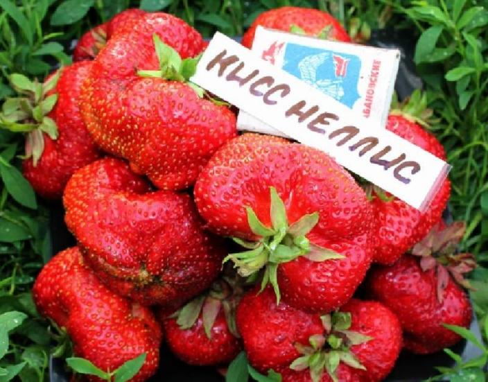 ripe strawberries