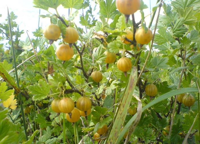 groseille ambre