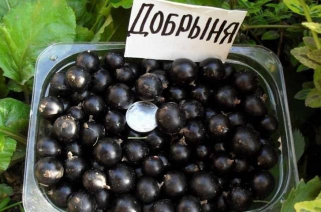касис dobrynya