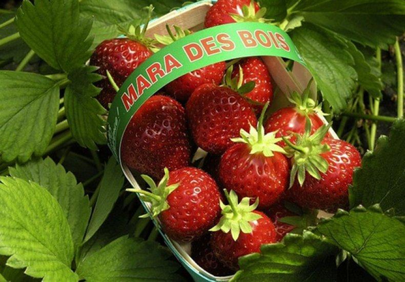 јагода мара де боис