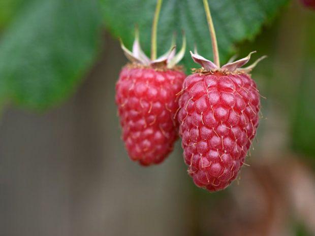 raspberry varieties giant