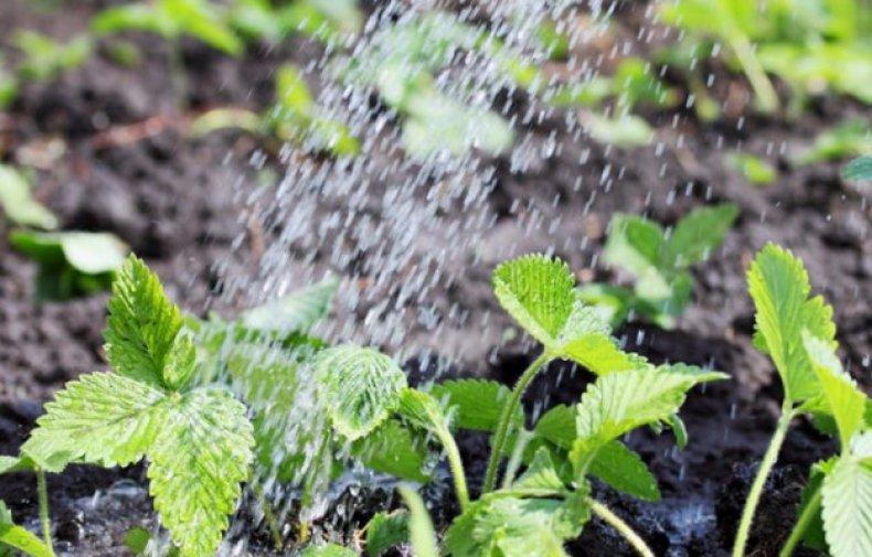 watering strawberries vima tarda