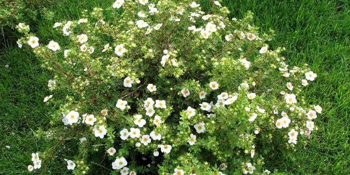 θάμνος cinquefoil