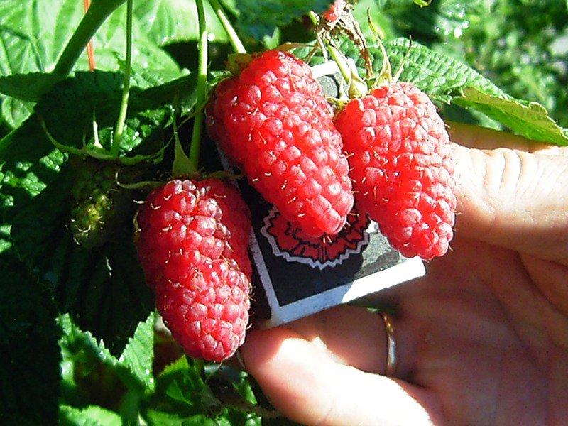raspberry varieties giant