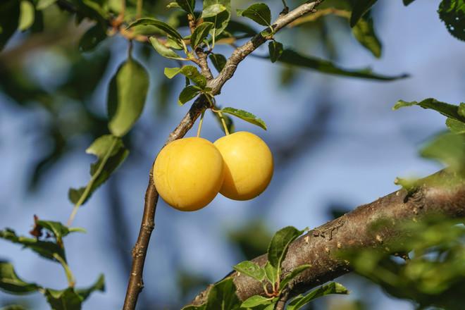 cherry plum mara