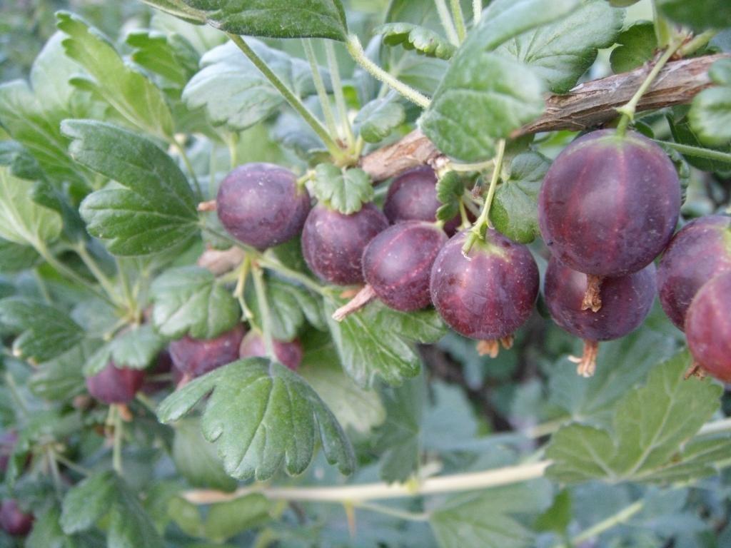 chỉ huy quả ngưu