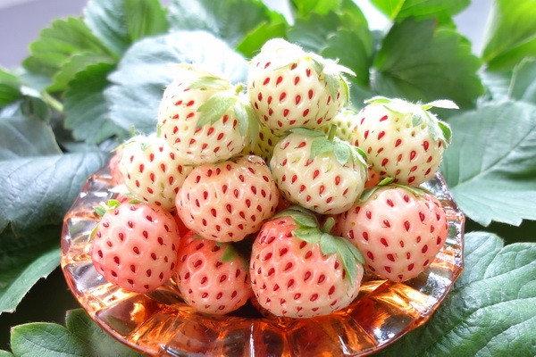 јагода ананас