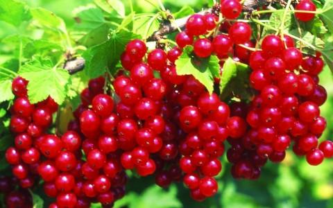 Ribes rouges