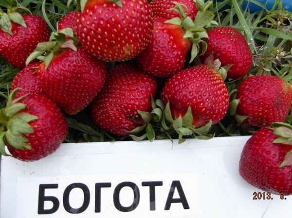 јагода богота