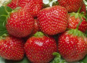 Descripción y características de la variedad, cultivo y cuidados de la fresa Holiday