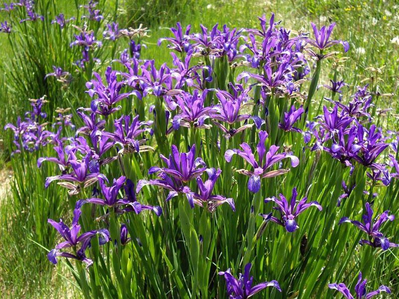 irises spuria
