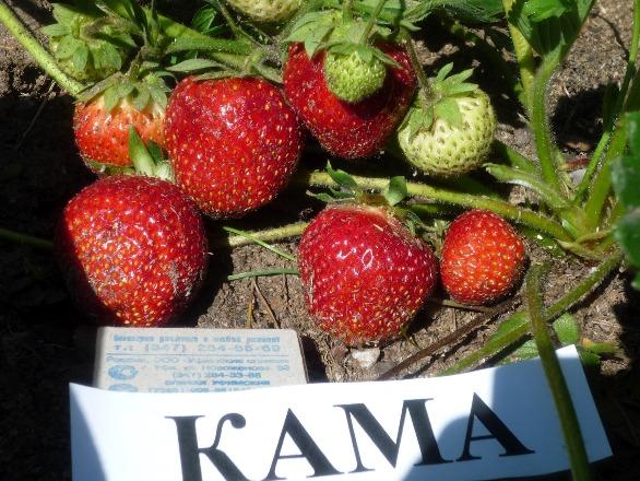 јагода кама