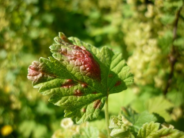 Johannisbeere Anthracnose