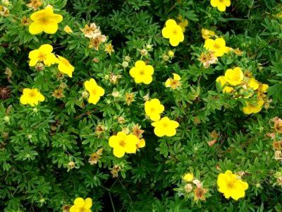 θάμνος cinquefoil