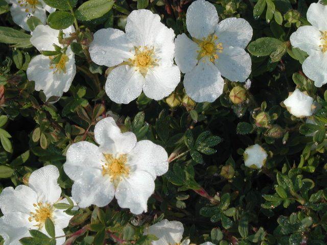 θάμνος cinquefoil