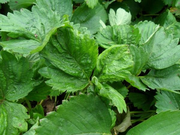 rizo de hojas de fresa