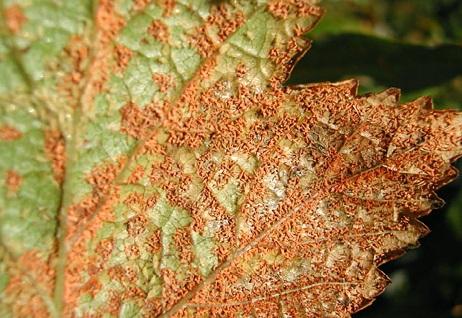 rust on currants