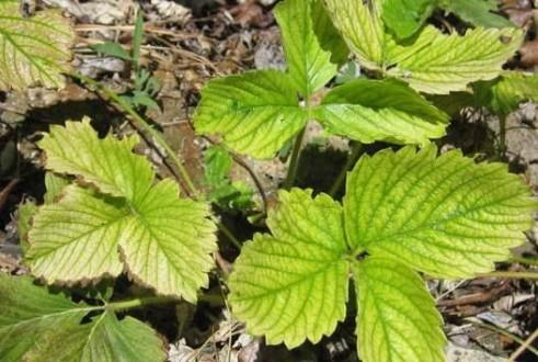 folhas de morango
