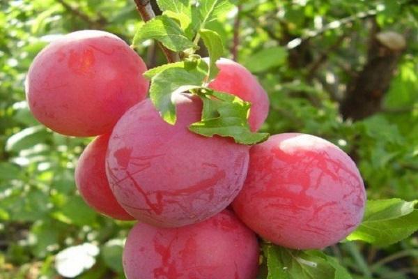 ποικιλία φρούτων