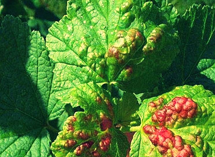Johannisbeere Anthracnose