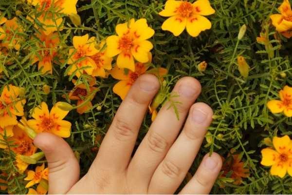 segurando flores