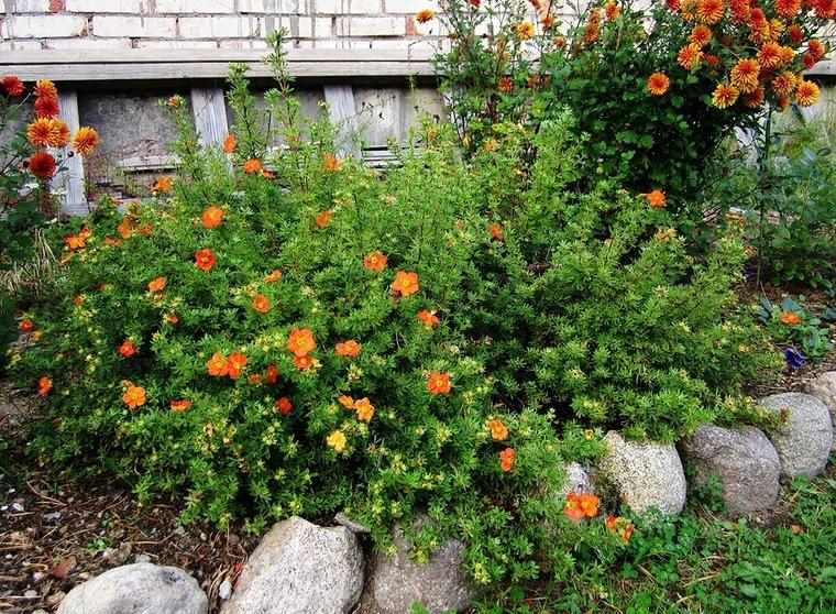 θάμνος cinquefoil