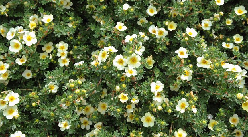 θάμνος cinquefoil
