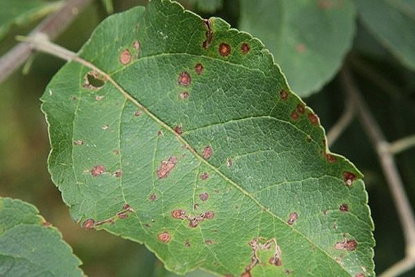Manifestationen der Phyllostictose