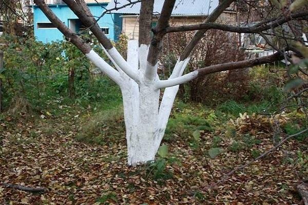 бељење врта