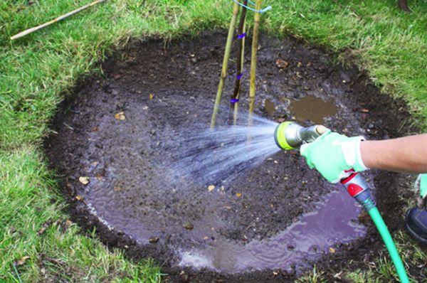 Watering cherries