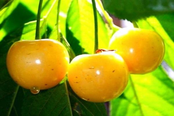 yellow cherry