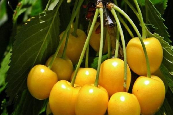 fruit twigs