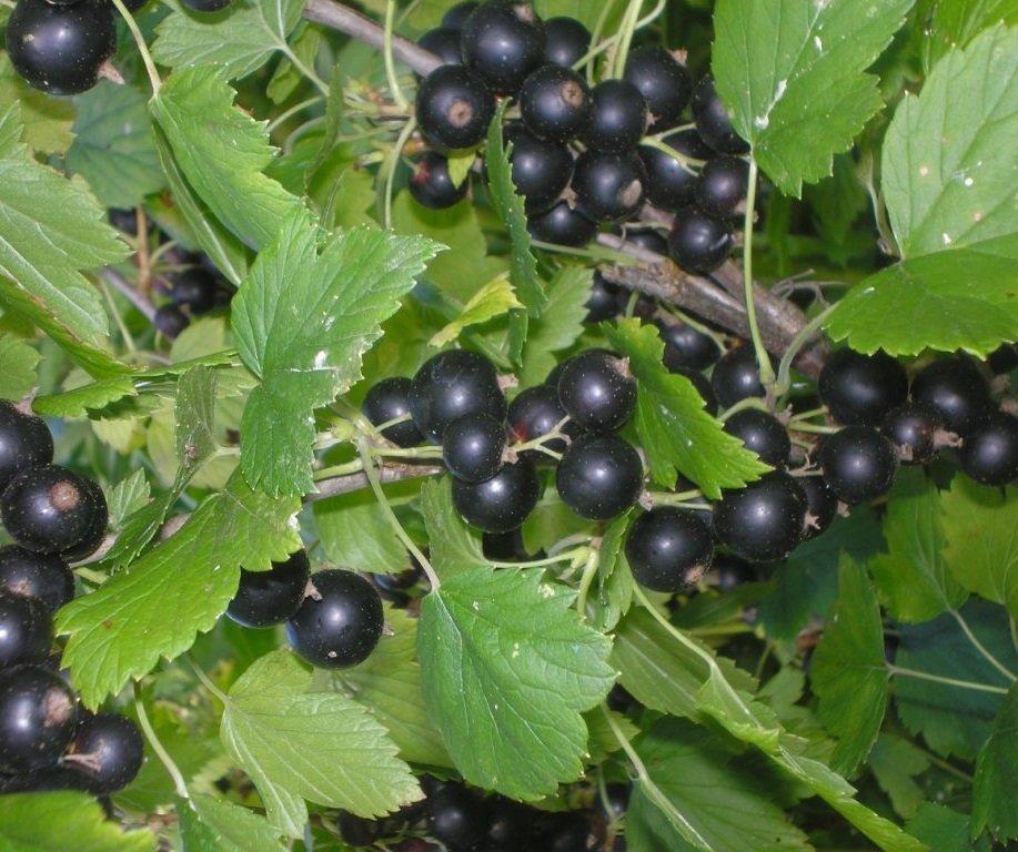 groselha vologda